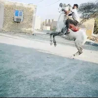 فروش اسب پرخون نژاد ترکمن در دلگان