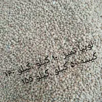 لوبیا ریز پلویی و عدس ریز و درشت