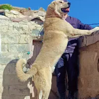 واگذار سگ عراقی