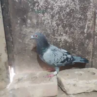 5 عدد کفتر فروشی|پرنده|تایباد, |دیوار