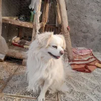 سگ پاکوتاه نرقیمت ۲۵۰۰|سگ|ابهر, |دیوار