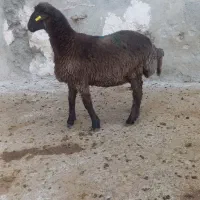 بره ماده هترو و همو|حیوانات مزرعه|قوچان, |دیوار
