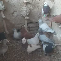 کفتر یا کبوتر|پرنده|مشهد, شهرک صنعتی توس|دیوار