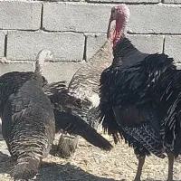 بوقلمون|حیوانات مزرعه|سنندج, |دیوار