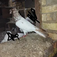 رنگی خرمشهر