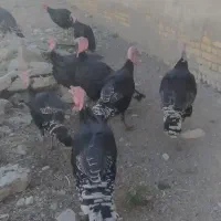 بوقلمون نر بوقلمون|حیوانات مزرعه|رضویه, |دیوار