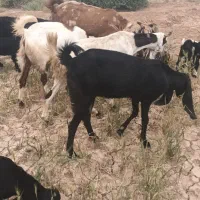 بزافغانی ۹ عدد