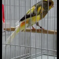 قناری نربخون سوپر ونرماده مزایکی