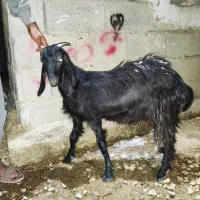 بز غاله