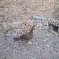 دو عدد مرغ لاری ویک خروس