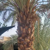 فروش نخل