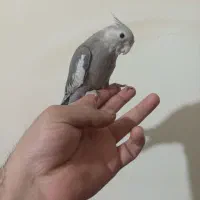 عروس هلندی وات فیس|پرنده|ملایر, |دیوار