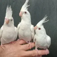 طوطی کوکاتیل رام سخنگو|پرنده|رشت, نامجو|دیوار