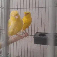 جفت قناری کاکلی زرد|پرنده|فولادشهر, باغشاد|دیوار