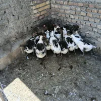 فروش غاز خانگی