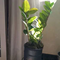 درختچه های مصنوعی|گل مصنوعی|خرم‌آباد, |دیوار