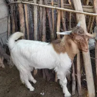 چپشت|حیوانات مزرعه|جیرفت, |دیوار