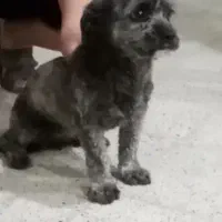 یک غلاده سگ نژاد شیتزو بسیار بازیگوش و تربیت شده