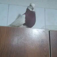 کفتر کبوتر  کوتر