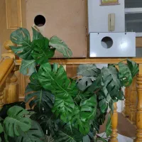 لانه عروس و ‌کوتوله و لانه گرینچیک