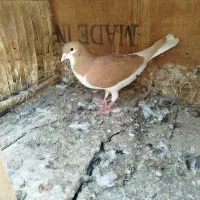 کبوتراصفهانی