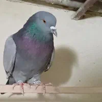 کفتر سبز‌ دست پر سفید نر گمشده مژدگانی خوب