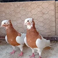 کفتر|پرنده|دشتابی, |دیوار