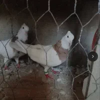 کبوتر طوقی پاک