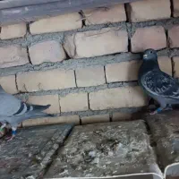 چهارتا مفلق پلاکی