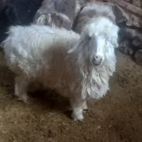 فرش بره سبک ومیش