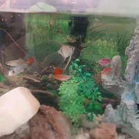 ماهی|ماهی|مرند, |دیوار