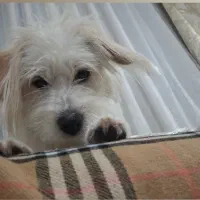 سگ گمشده پیدا پاداش ۱۰ ملیون تومنی