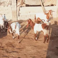 اهواز|حیوانات مزرعه|شادگان, |دیوار