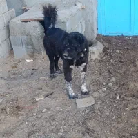 سگ قهدریجان