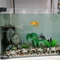 آکواریوم همراه با ماهی و تسویه آب سنگ و سبزه