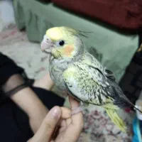 بچه عروس هلندی