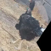 فروش مرغ لاری و فریح|حیوانات مزرعه|ورزقان, |دیوار