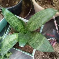 ده تا گل فقط ۵۰۰ دونی ۵۰|گل و گیاه طبیعی|یاسوج, |دیوار