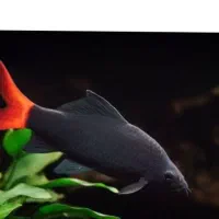 ۲ عدد شارک دُم قرمز