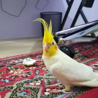 جفت عروس هلندی لوتینو مولد|پرنده|لنگرود, |دیوار