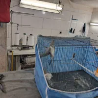 عروس هلندی ماده