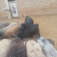 یه راس بزغاله ترکی|حیوانات مزرعه|فامنین, |دیوار