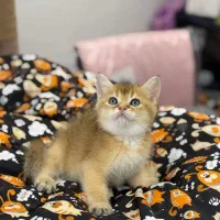 بریتیش گلد NY12|گربه|رشت, منظریه|دیوار