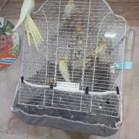 عروس هلندی دو ماهه