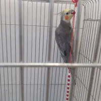 عروس هلندی نر