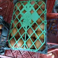 نیروی کار برای چیدن کیوی