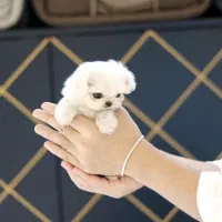 مالتیز کراس