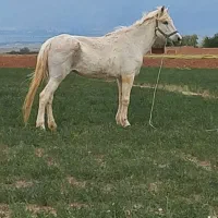 مادیان سفید ترکمن