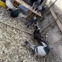 کبوتر پر قدیمی