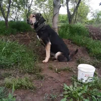 سگ پژدر ماده ی جفت امریکن بولی